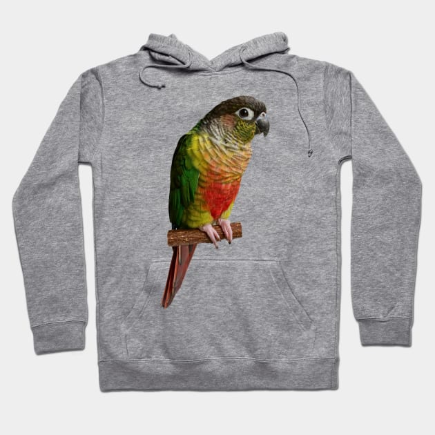 Green cheek Conure Parrot Bird Parakeet for women and men Hoodie by TatianaLG